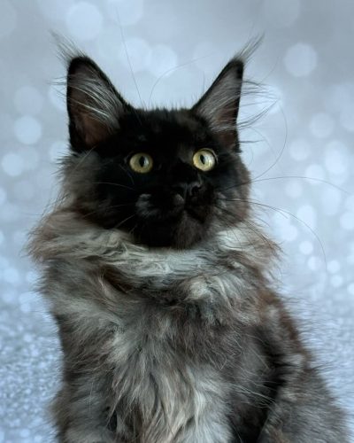 Xaria Black Smoke Maine Coon