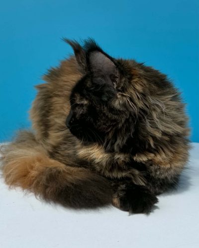 Unknown-4962