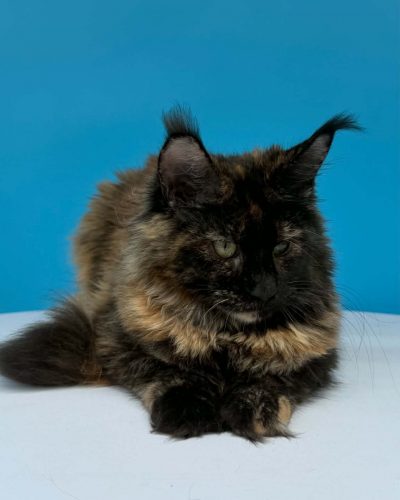 Unknown-4964