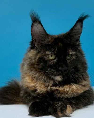 Afina tortoiseshell Maine Coon female