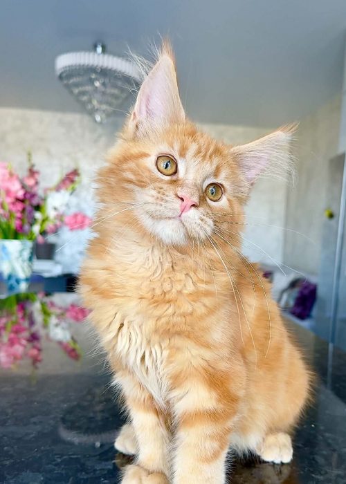 Kenzo Red tabby male Maine Coon