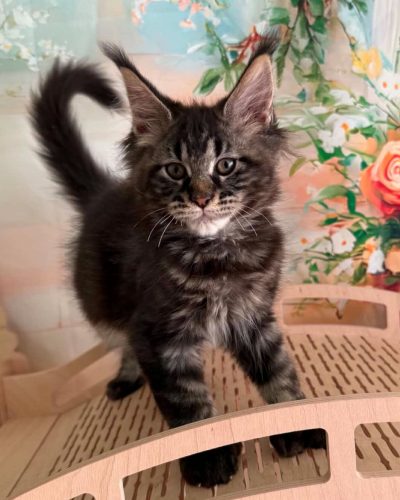 Polydactyl Maine Coon kitten