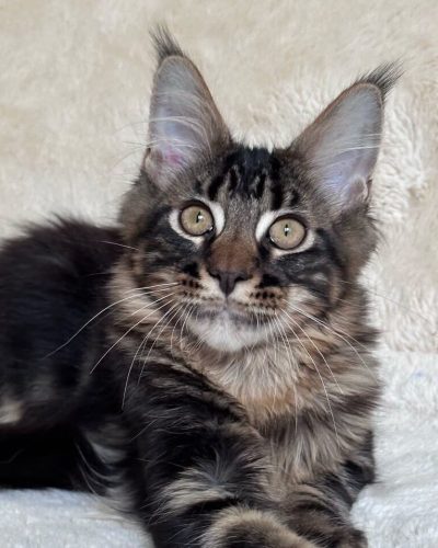 Brown Tabby Maine Coon