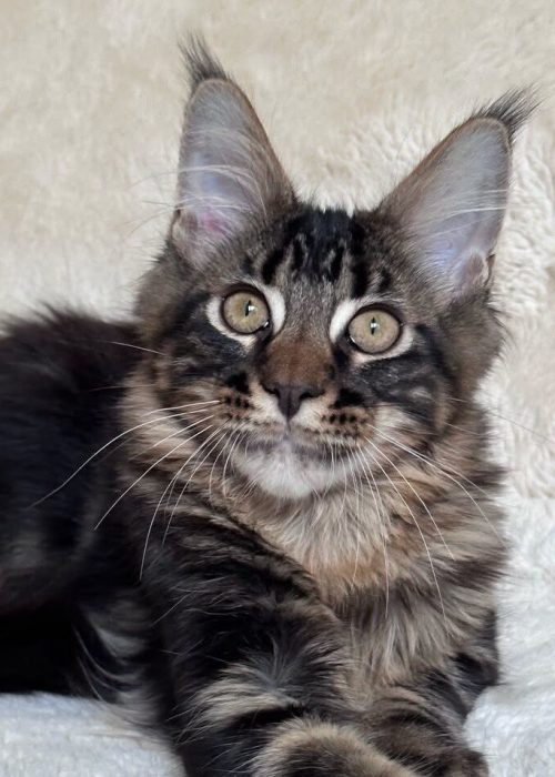 Brown Tabby Maine Coon