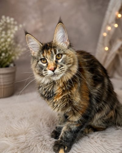 Torbie Maine Coon