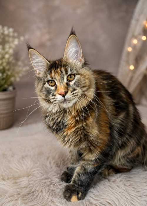 Torbie Maine Coon