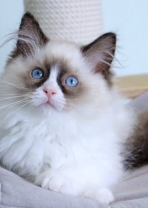 Blue eyed male Ragdoll kitten with fluffy colorpoint coat
