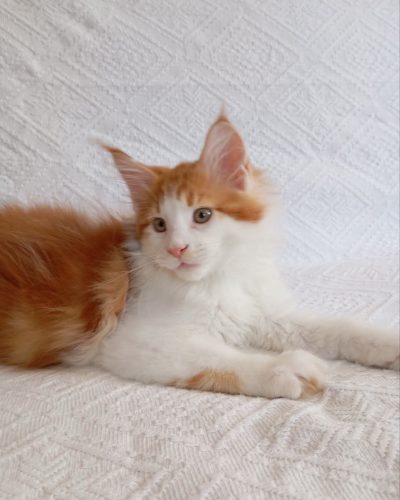 Red and white Maine Coon kitten with large tufted ears