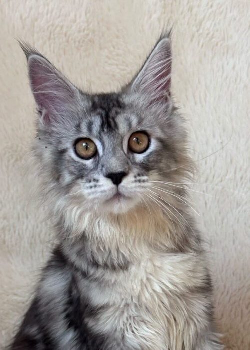 Irma black silver tabby Maine Coon kitten with tufted ears
