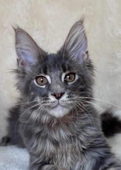 Blue tabby Maine Coon kitten with large tufted ears