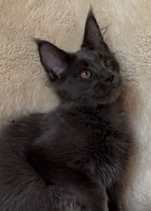 Isobel blue female Maine Coon kitten with large tufted ears
