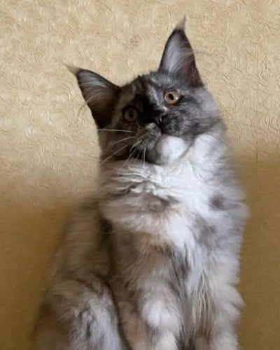Black tortie smoke with white Maine Coon kitten
