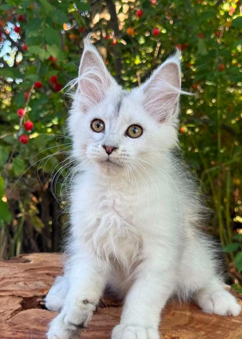 Bree High Silver Shaded Maine Coon kitten with golden eyes
