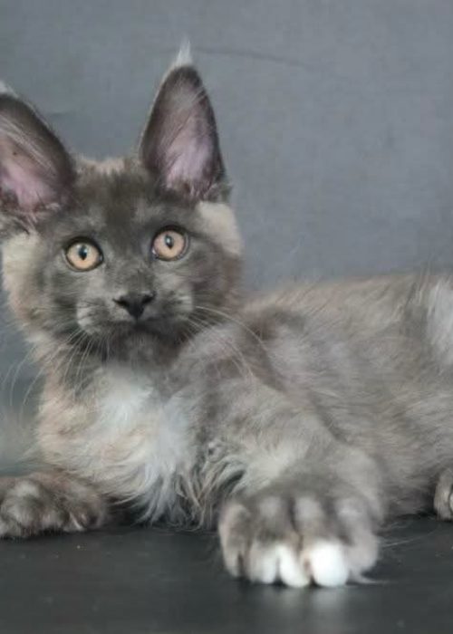 ce blue smoke male Maine Coon kitten with large paws