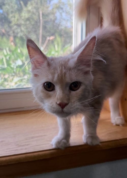 Maui cream silver female Maine Coon kitten