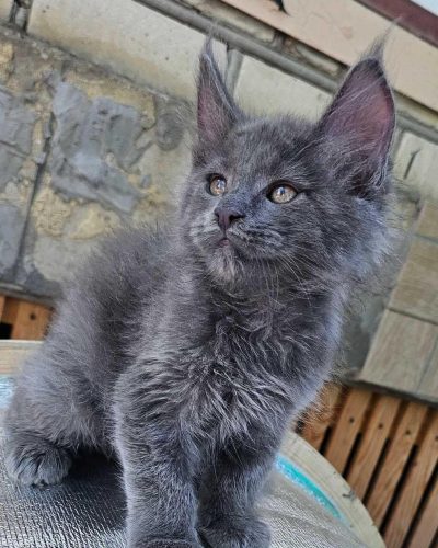 Flirt blue male Maine Coon kitten