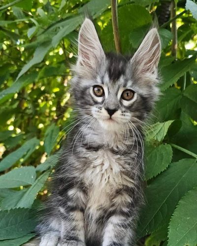 Furia black silver tabby female Maine Coon kitten