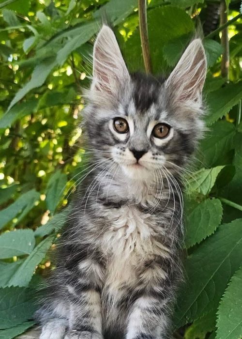 Furia black silver tabby female Maine Coon kitten