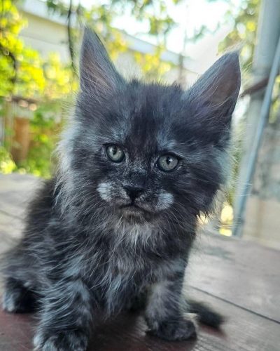 Fantome black smoke male Maine Coon kitten