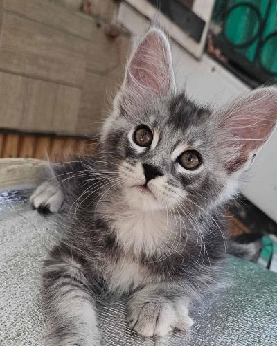 Finik blue silver tabby male Maine Coon kitten