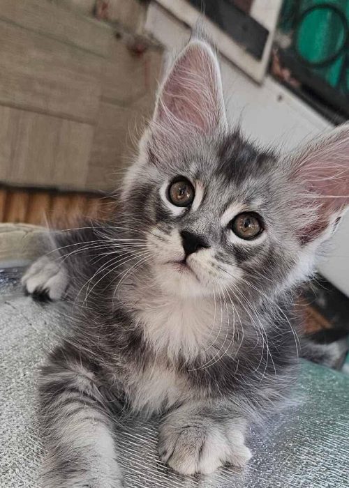 Finik blue silver tabby male Maine Coon kitten