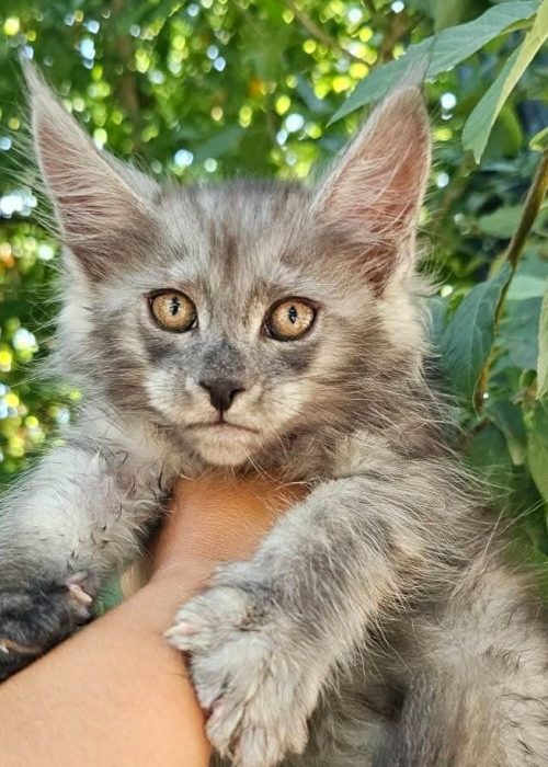 Frida black smoke female Maine Coon kitten