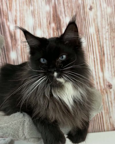 Gabby blue eyed black smoke with white female Maine Coon kitten