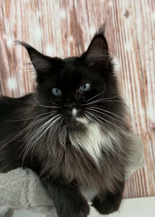 Gabby blue eyed black smoke with white female Maine Coon kitten