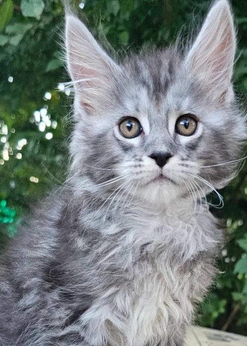 Forest black silver tabby male Maine Coon kitten