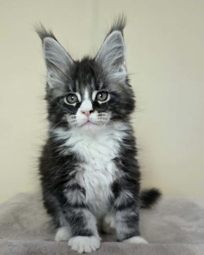 Pani black silver tabby with white male Maine Coon kitten