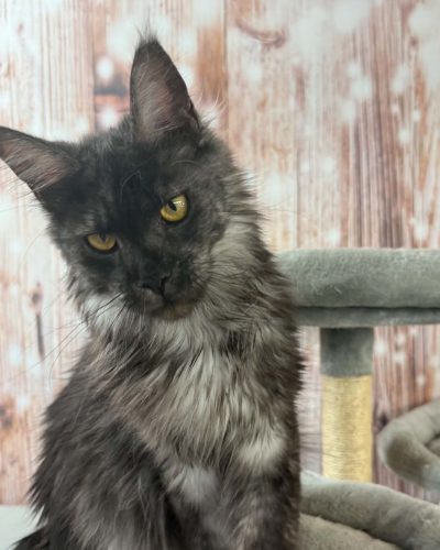 Rada Black Smoke female Maine Coon