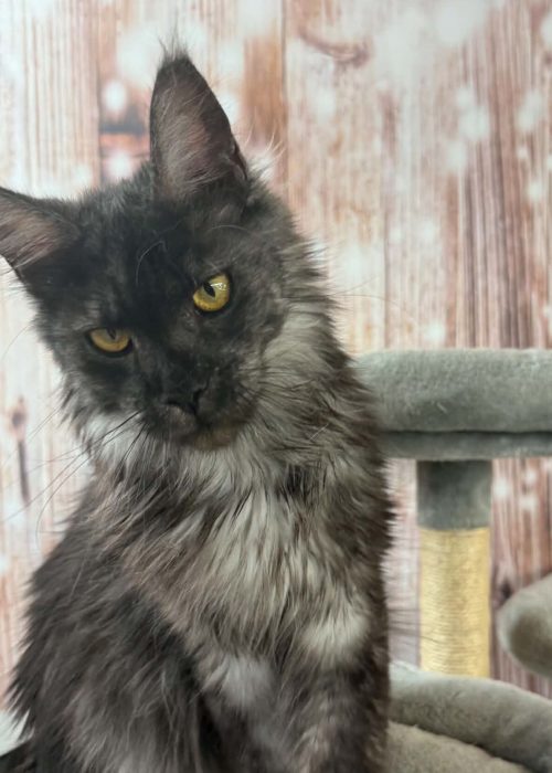 Rada Black Smoke female Maine Coon
