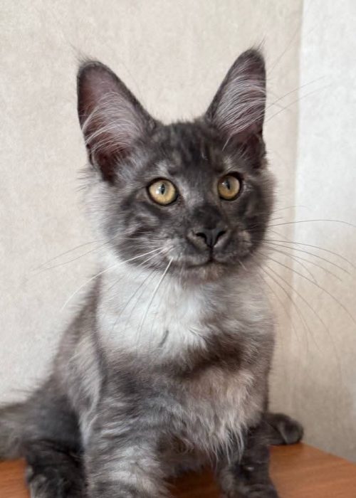 Black Smoke Maine Coon