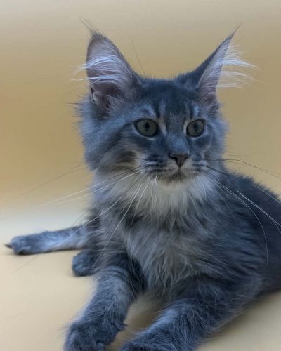 Blue Silver Tabby male Maine Coon