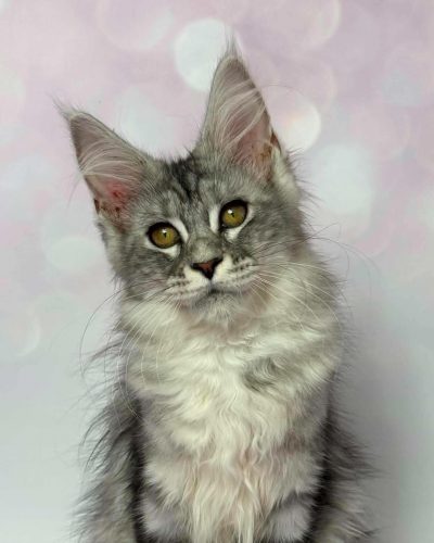 Clover, a black silver Maine Coon female kitten with golden eyes and tufted ears