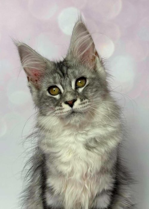 Clover, a black silver Maine Coon female kitten with golden eyes and tufted ears