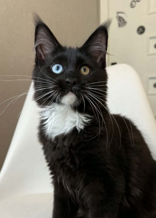Charley, an odd-eyed black-and-white Maine Coon kitten