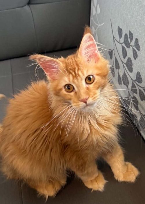 Red Tabby male Maine Coon