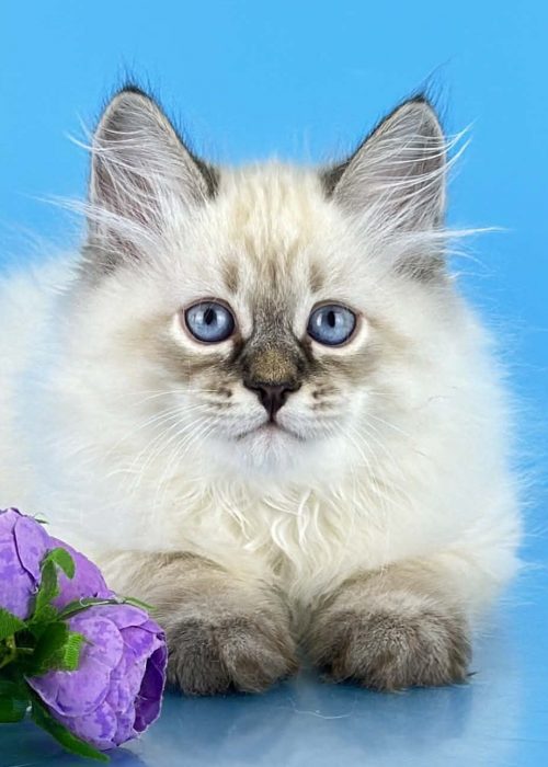 Xander blue eyed male Siberian