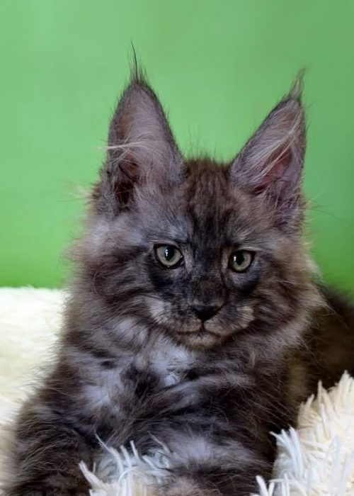 Rosman, a black smoke male Maine Coon kitten