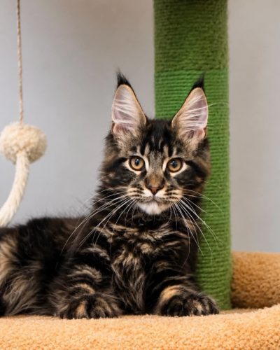 Han Black Tabby Maine Coon