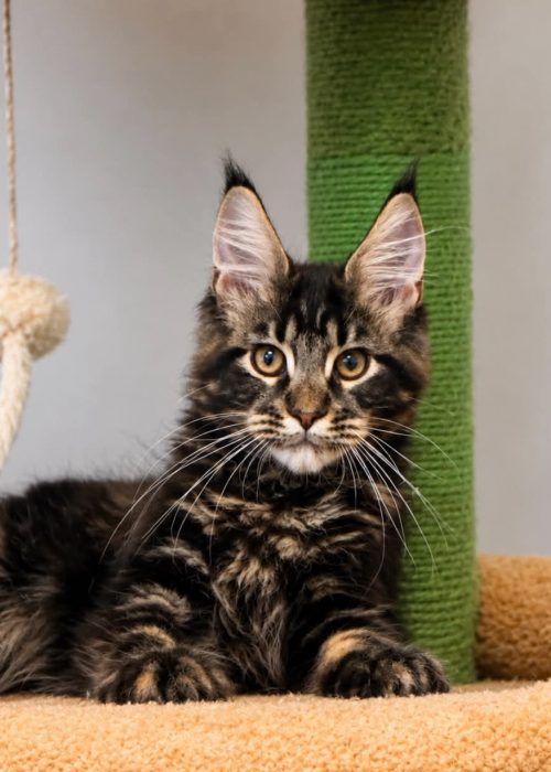 Han Black Tabby Maine Coon