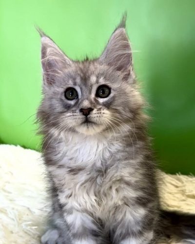 Roksolana, a black silver tabby female Maine Coon kitten