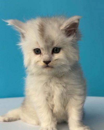 Diamond, a black silver shaded male Maine Coon kitten