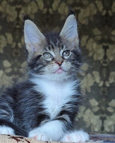 Holiday Black Brown Tabby Maine Coon