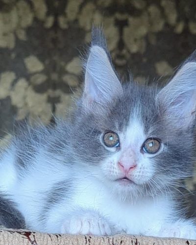 Honey Blue and white Maine Coon male