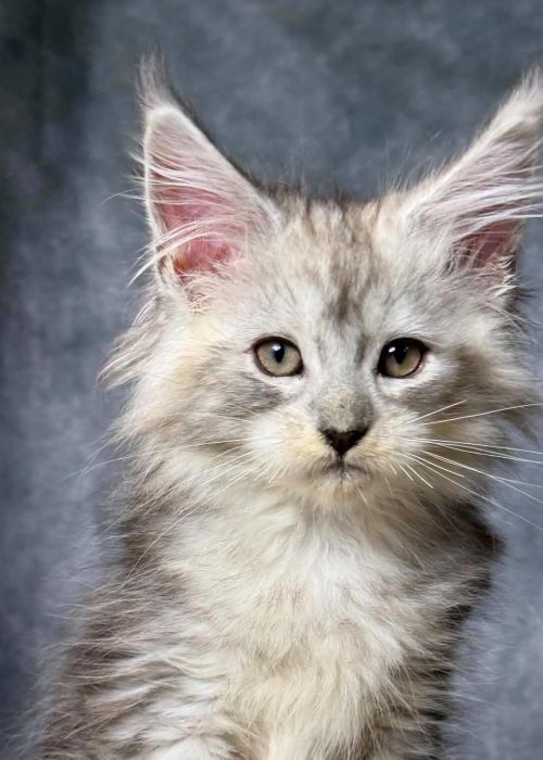 Black Silver Tabby Maine Coon