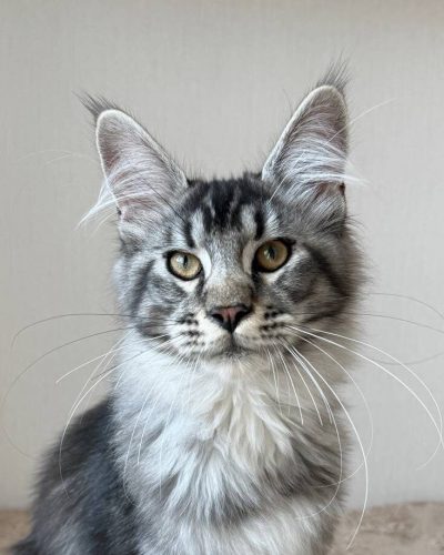 Semi, black silver tabby male Maine Coon kitten with golden eyes and long ear tufts.