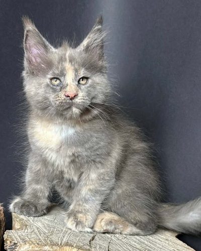 Petunia, a blue tortie female Maine Coon kitten