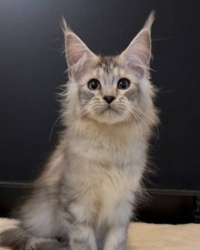 Mylana, a black silver tabby Maine Coon female kitten